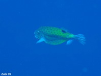 Juvenile Yellow Boxfish - <em>Ostracion cubicus</em> - Jungtier Gelbbrauner Kofferfisch