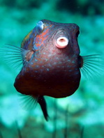 Bluetail Boxfish (Trunkfish) - <em>Ostracion cyanurus</em> - Arabischer Kofferfisch