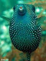 Spotted Boxfish (Trunkfish) - <em>Ostracion meleagris</em> - Weisspunkt-Kofferfisch