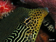 Striped Boxfish - <em>Ostracion solorensis</em> - Gestreifter Kofferfisch 