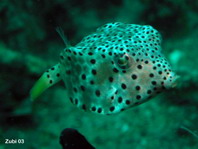 Shortnose Boxfish (juvenile) - <em>Rhynchostracion nasus</em> - Nasen Kofferfisch (Jungtier)