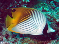 Threadfin Butterflyfish - Chaetodon auriga - Fähnchen Falterfisch