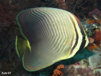Eastern triangle Butterflyfish - Chaetodon baronessa - Pazifischer Baroness-Falterfisch 
