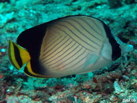 Indian Vagabond Butterflyfish - Chaetodon decussatus - Rauch Falterfisch