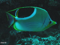 Saddled Butterflyfish - Chaetodon ephippium - Sattelfleck- Falterfisch