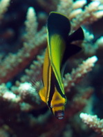Arabian Butterflyfish - Chaetodon melapterus - Persischer Falterfisch