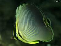 Triangular Butterflyfish - <em>Chaetodon triangulum</em> - Indischer Baroness-Falterfisch
