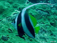 Longfin Bannerfisch - <em>Heniochus acuminatus</em> - Gemeiner Wimpelfisch