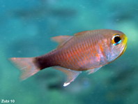 Duskytailed Cardinalfish - Archamia macroptera - Kardinalfisch (Kardinalbarsch)