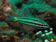 Toothy Cardinalfish - Cheilodipterus isostigmus - Zahniger Kardinalfisch (Kardinalbarsch)