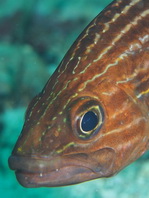 Tiger Cardinalfish - Cheilodipterus macrodon - Tiger Kardinalfisch (Kardinalbarsch) 