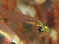Black-nosed Cardinalfish - Rhabdamia cypselurus - Schwarznasen-Kardinalfisch