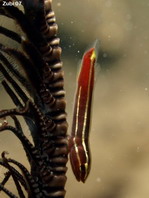 Crionid Clingfish - Discotrema crinophilum (before D. crinophila) - Haarstern-Schildbauch 