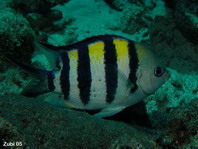 Spinecheek anemonefish - Premnas biaculeatus - Stachel Anemonenfisch
