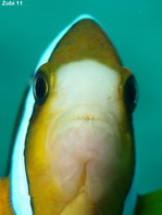 Clark's Anemonefish - <em>Amphiprion clarkii</em> - Clarks Anemonenfisch 
