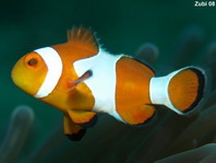 Clown anemonefish - Amphiprion percula - Trauerband Anemonenfisch
