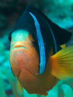 Oman Anemonefish - Amphiprion-omanensis - Oman Anemonenfisch