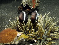Saddleback anemonefish - <em>Amphiprion polymnus</em> - Sattelfleck Anemonenfisch