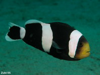 Saddleback anemonefish - <em>Amphiprion polymnus</em> - Sattelfleck Anemonenfisch