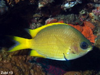 Yellow chromis (damselfish) - Chromis analis - Gelber Chromis (Riffbarsch)