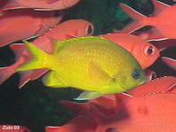Spinecheek anemonefish - Premnas biaculeatus - Stachel Anemonenfisch