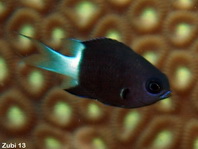 Bicolor chromis (damselfish) - Chromis margaritifer - Zweifarben-Chromis (Riffbarsch)