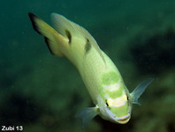 White Damselfish - Dischistodus perspicillatus - Weisser Riffbarsch