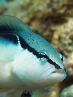 Blackstripe Dottyback - Pseudochromis perspicillatus - ückenstreifen-Zwergbarsch