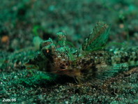 Dragonet - Callionymus sp1 - Leierfisch
