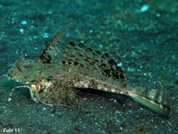 Tail and ventral fins Fingered Dragonet - <em>Dactylopus dactylopus</em> - Finger-Leierfisch Brust- und Schwanzflossen