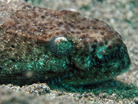 Stargazer snake eel - <em>Brachysomophis cirrocheilos</em> - Himmelgucker- Schlangenaal