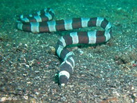 Banded (harlequin) snake eel - <em>Myrichthys columbrinus</em> - Ringel Schlangenaal