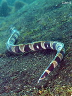 Napoleon snake eel - <em>Ophichthus bonaparti</em> - Napoleon Schlangenaal