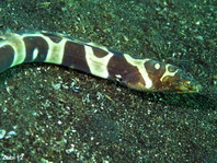 Napoleon snake eel - <em>Ophichthus bonaparti</em> - Napoleon Schlangenaal