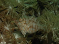 Radial Filefish - Acreichthys radiatus - Radial-Feilenfisch