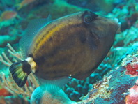 Spectacled filefish - Cantherhines fronticinctus - Weissbürzel-Feilenfisch