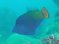 Blackbar Filefish - Pervagor janthinosoma - Höhlen-Feilenfisch
