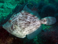 Reticulated Leatherjacket (Filefish) - Stephanolepis diaspros - Netz-Feilenfisch