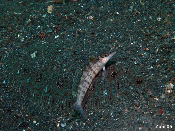Angler Flatfish with sandperch - Asterorhombus fijiensis and Parapercis lineopunctata- Angler-Butt mit Sandbarsch