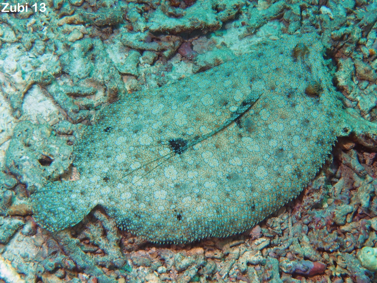 Peacock Flounder - Bothus mancus - Pfauenaugen Butt