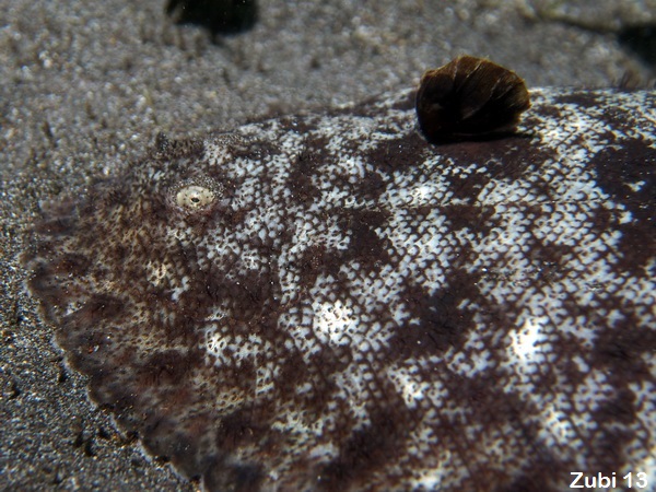 Carpet Sole - Liachirus melanospilus - Teppich-Seezunge
