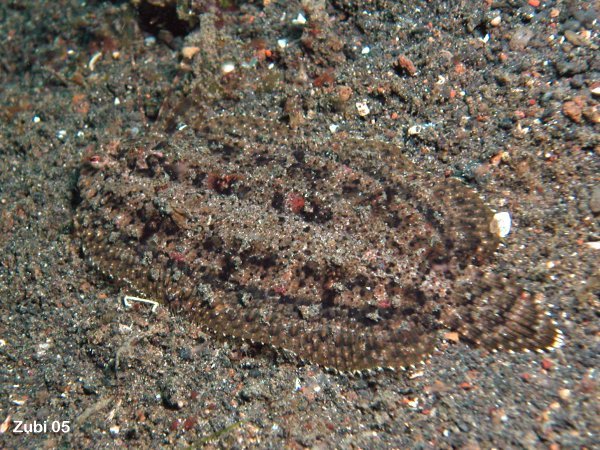 Cockatoo Flounder - <em>Samaris cristatus</em> - Kakadu-Flunder