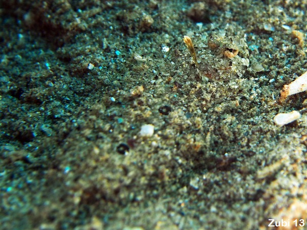 Cockatoo Flounder - <em>Samaris cristatus</em> - Kakadu-Flunder 