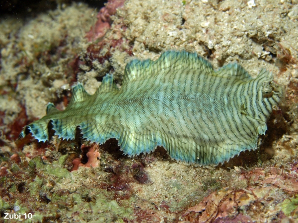 Juvenile Sole - Soleichthys sp2 - Jungtier Seezunge 