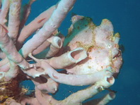 Giant frogfish - <em>Antennarius commerson</em> (commersonii) - Riesen Anglerfisch