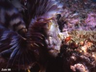 Spotfin frogfish - Antennarius nummifer - Rückenfleck Anglerfisch 