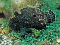 Randall's frogfish - <em>Antennarius randalli</em> - Randall Anglerfisch