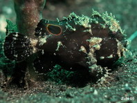 Lembeh Frogfish - Antennarius sp - Lembeh Anglerfisch