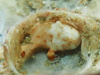 Tuberculated Frogfish (Bandfin Frogfish) - <em>Antennatus tuberosus</em> - Tuberkel Anglerfisch (Schwanzstreifen Anglerfisch)