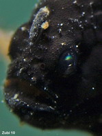 Sargasso frogfish - <em>Histrio histrio</em> - Sargassum Anglerfisch